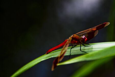 Red Dragonflyの写真素材