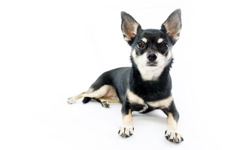 Black and Tan Chihuahua の写真素材