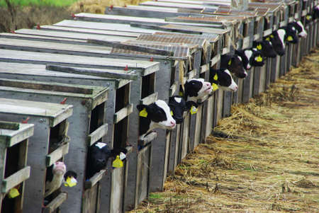 Calves Waiting for Breakfastの写真素材
