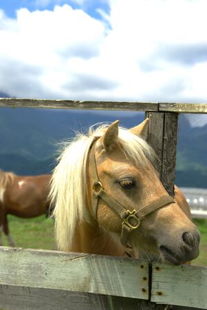 My Little Ponyの写真素材