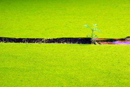 Log in green pond plantsの写真素材