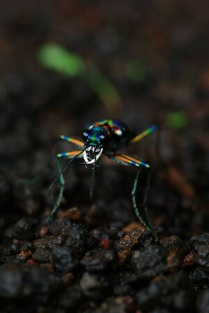 Japanese Tiger Beetle: Cicindela Japonica (REAL COLORS!!!)の写真素材