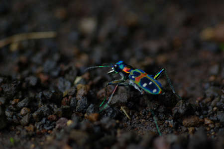 Japanese Tiger Beetle: Cicindela Japonica (REAL COLORS!!!)の写真素材