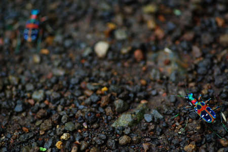 Japanese Tiger Beetle: Cicindela Japonica (REAL COLORS!!!)の写真素材