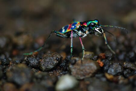 Japanese Tiger Beetle: Cicindela Japonica (REAL COLORS!!!)の写真素材