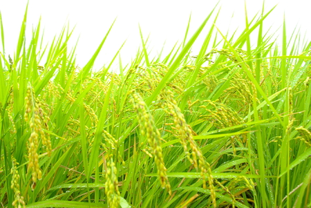 Rice at Harvest: Japanの写真素材