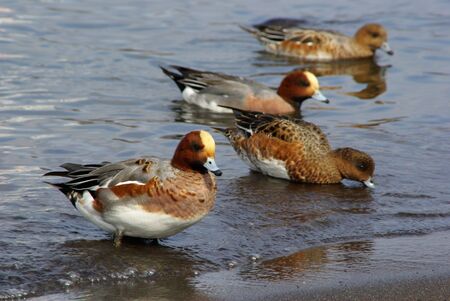 Wood Ducksの写真素材