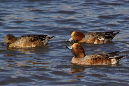 Wood Ducksの写真素材