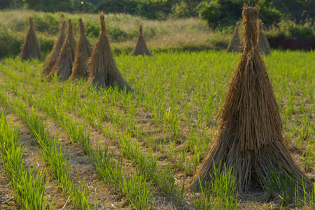 Rice bundled for harvest