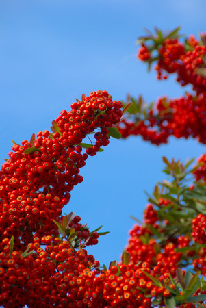 red berries blue sky