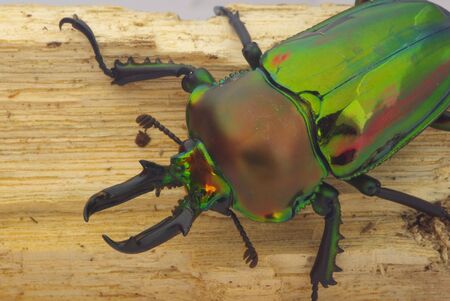 Phalacrognatus muelleriの写真素材