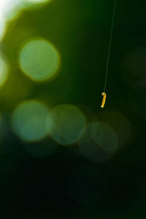 young silkworm begins its lifeの写真素材