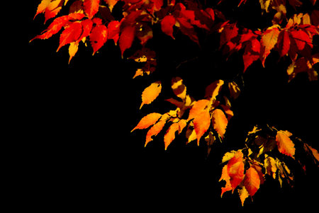 Fall Colours Isolated on Black