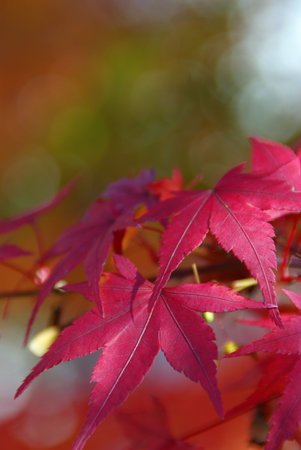 Red Japanese Maple with Green and Yellow Background