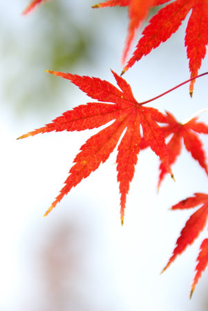 Red-Orange Japanese Maple