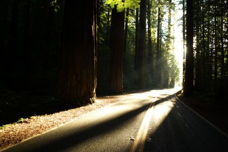 Avenue of the Giants, Northern Californiaの写真素材