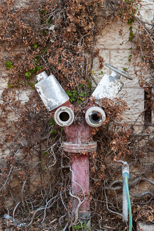 Hydrant among the dried  branches of wild grapesの写真素材