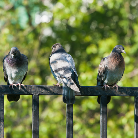 Rock pigeons sitting on an iron fencingの写真素材