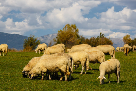 Herd of sheep grazing on a meadowの写真素材