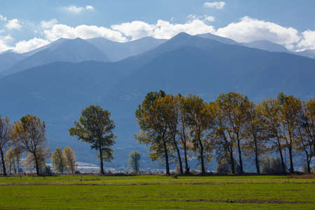 Line, row of deciduous trees with mountains on backgroundの写真素材