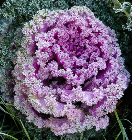 Decorative garden cabbage covered with hoarfrost after the first morning frostの写真素材