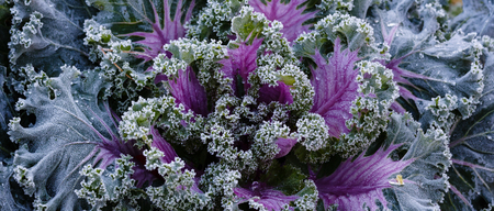 Decorative garden cabbage covered with hoarfrost after the first morning frostの写真素材
