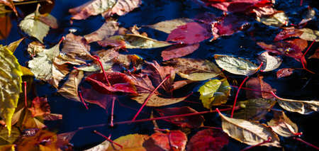 Autumn leaves fallen in waterの写真素材