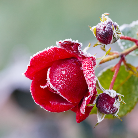 Rose covered with hoarfrost after the first morning frostの写真素材