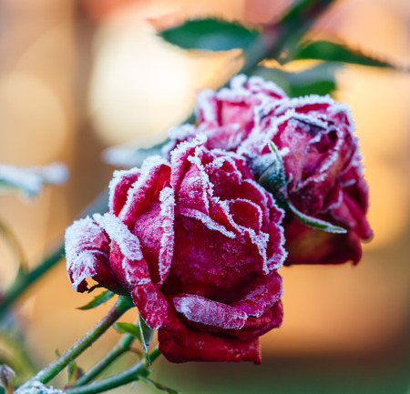 Rose covered with hoarfrost after the first morning frostの写真素材