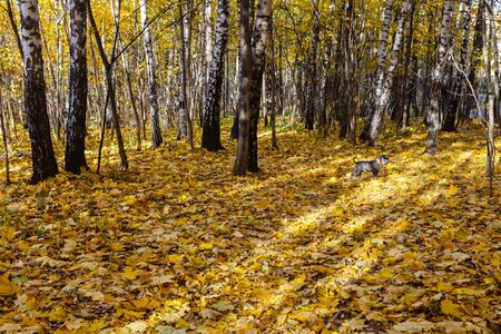 Golden birch wood in fall seasonの写真素材