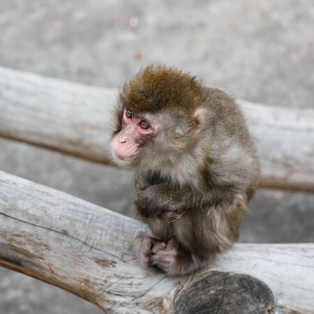 Sad Japanese macaque sitting on a logの写真素材