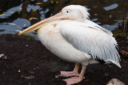 Single pelican standing on the bank of a pondの写真素材