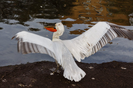 Pelican spread wings on the bank of a pond