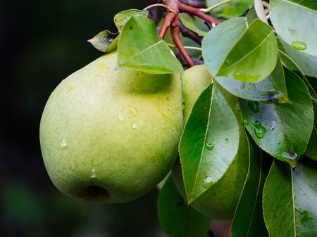 Branch with pears after a rainの写真素材