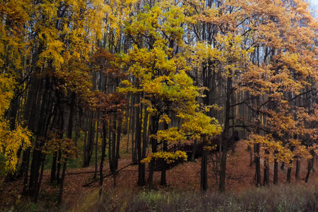 Fall in park with an oak groveの写真素材