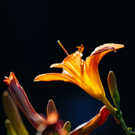 Orange flowers of a daylily on a blured backgroundの写真素材