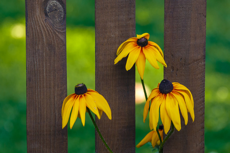 Yellow flowers of rudbeckia against a wooden fenceの写真素材