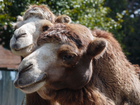 Couple of camels in a zoo expecting feedingの写真素材