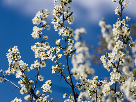 Flowers of the blossoming apple-tree against the blue skyの写真素材