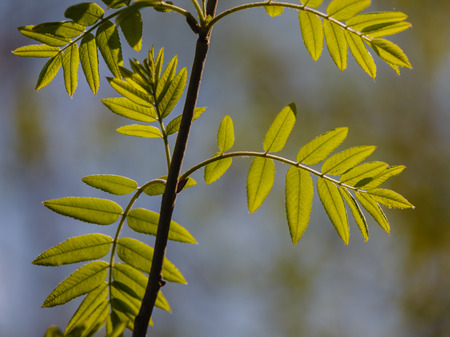 Fresh leaves of a mountain ash lit with the spring sunの写真素材
