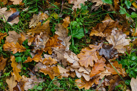 Autumn pattern from the yellow leaves of an oak which have fallen to even green grass