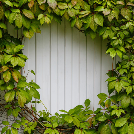 Vignette from green grape leaves and a light backgroundの写真素材