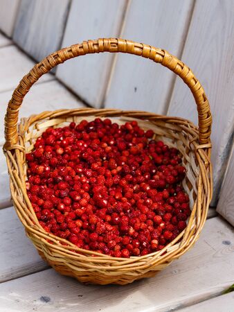 Basket filled with red ripe wild strawberryの写真素材