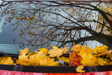 Reflection of a tree with  yellow leaves in a car windshield in an autumn seasonの写真素材