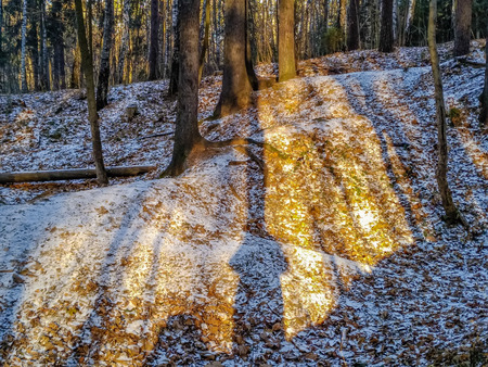 First snow in the forest in sunny day of late autumnの写真素材