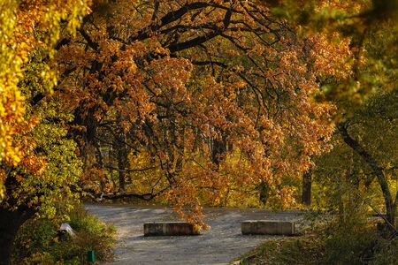 Autumn landscape in the park on a bright sunny dayの写真素材