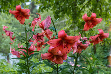 flowers in a cashto standing on a wooden bench as a decorative element of the gardenの写真素材