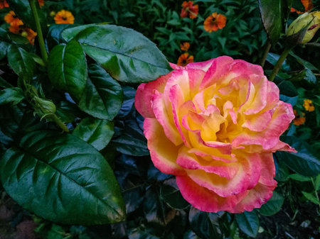 Beautiful pink flower of rose - woody perennial flowering plant