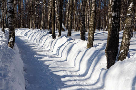 Long shadows in a snowy forest after heavy snowfall lasting several daysの写真素材