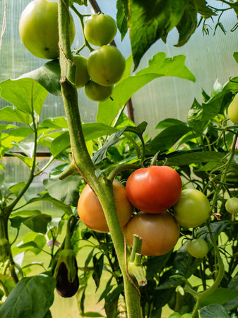 tomatoes ripening in the greenhouseの写真素材